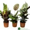 Calathea (Mixed Variety) Houseplant 14cm Pot