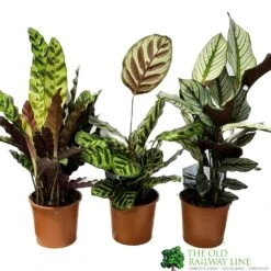 Calathea (Mixed Variety) Houseplant 14cm Pot