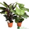 Calathea Houseplant (Mixed Varieties) 19cm Pot