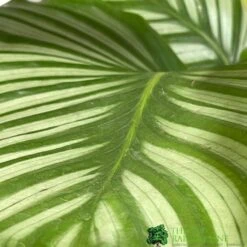 Calathea Houseplant (Mixed Varieties) 19cm Pot 5 Calathea Houseplant (Mixed Varieties) 19cm Pot -Wolf-Garten Shop 8718985581125 3