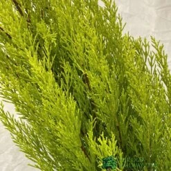 Cupressus Goldcrest 'Wilma' Pyramid 23cm Pot (NL) -Wolf-Garten Shop 8718985830919 2