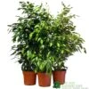 Ficus Benjamina Mixed Variety 19cm