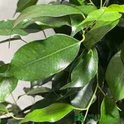 Ficus Benjamina Mixed Variety 19cm -Wolf-Garten Shop 8719127092356 4