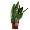 Sansevieria Trifasciata 'Futura Superba' Succulent Houseplant 12cm Pot