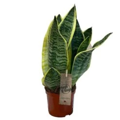 Sansevieria Trifasciata 'Futura Superba' Succulent Houseplant 12cm Pot
