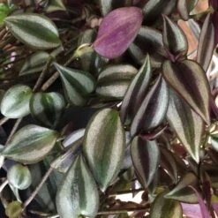 Tradescantia Hanging 17cm Pot Assorted Colours Available -Wolf-Garten Shop 8719562620954 3