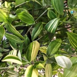 Tradescantia Hanging 17cm Pot Assorted Colours Available -Wolf-Garten Shop 8719562620954 4