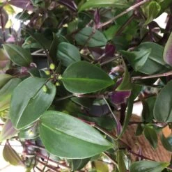 Tradescantia Hanging 17cm Pot Assorted Colours Available -Wolf-Garten Shop 8719562620954 5