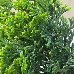 Bonsai Tree 'Chamaecyparis' Outdoor Bonsai 20cm Pot -Wolf-Garten Shop 8719562861814 3