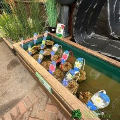 Water Lily Nymphaea Madame Wilfron Gonnere Pond Plant 3Ltr Pot 3 Water Lily Nymphaea Madame Wilfron Gonnere Pond Plant 3Ltr Pot -Wolf-Garten Shop waterlilydisplay 41cec724 f368 4d4c acc5 f8959e9de880